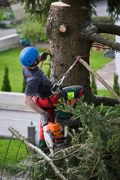 Best Tree Health Inspection  in Lake San Marcos, CA